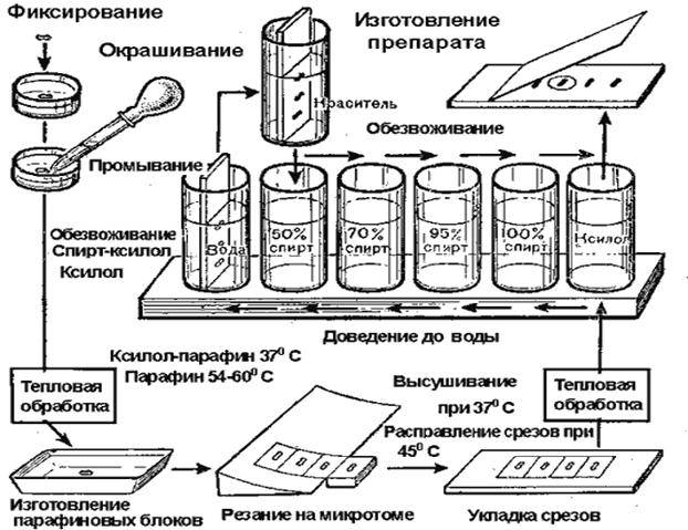 Приготовление препаратов для микроскопирования